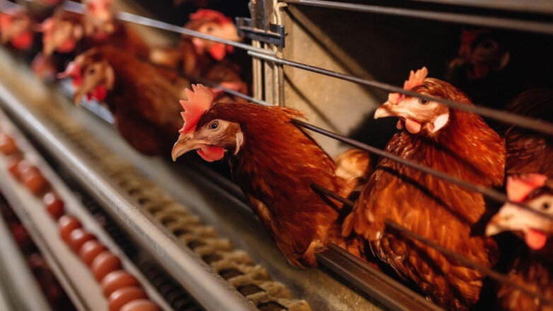 На юге России выявили первый случай заражения людей штаммом птичьего гриппа