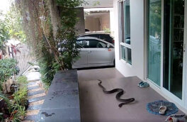 Змея попыталась съесть кошку на глазах у хозяина: видео