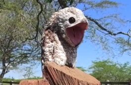 На видео попала пугающая "птица-призрак" из Колумбии