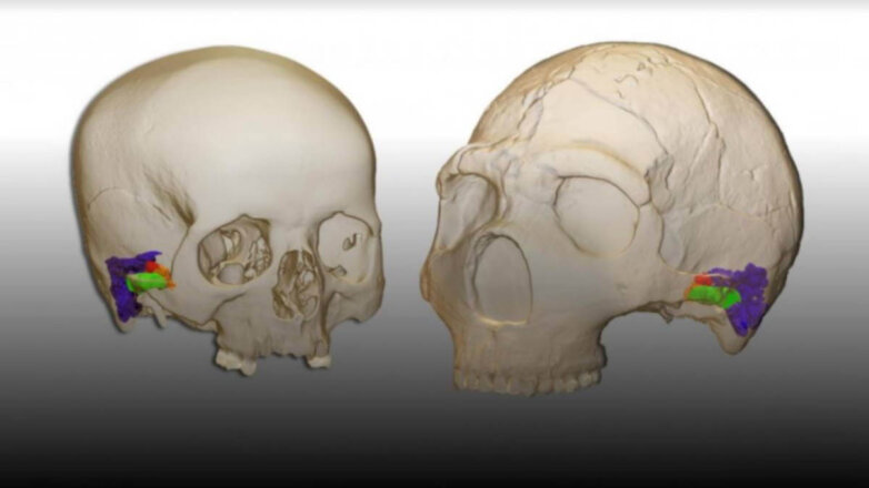 Ученые узнали, что неандертальцы могли говорить