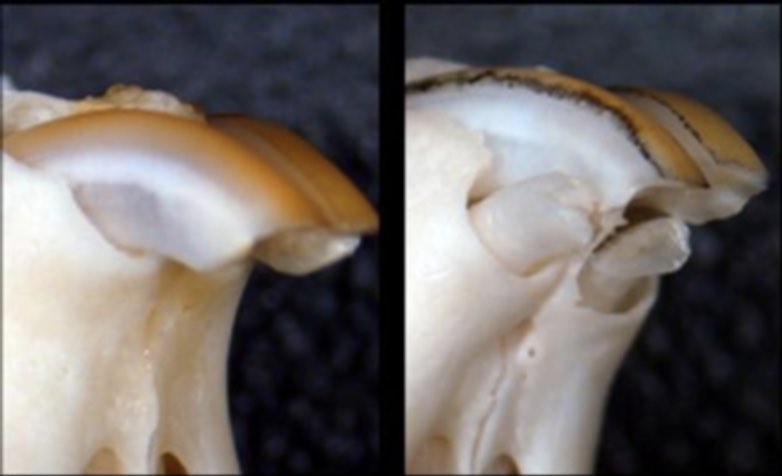 у мышей растут зубы