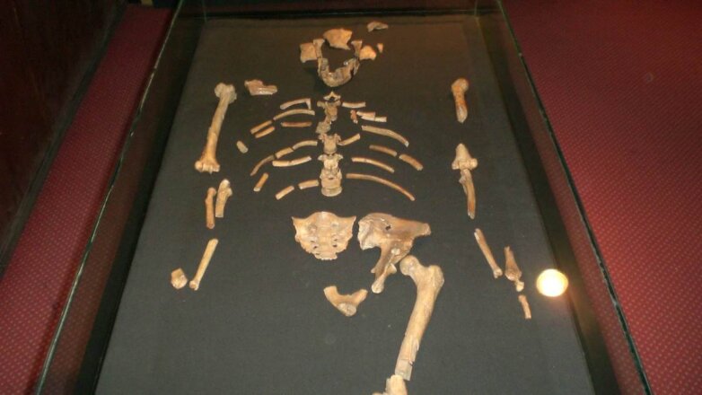 Ученые объяснили разницу между древним человеком и обезьяной