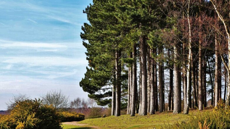 На восстановление лесов в России в 2021 году направят 2,4 млрд рублей
