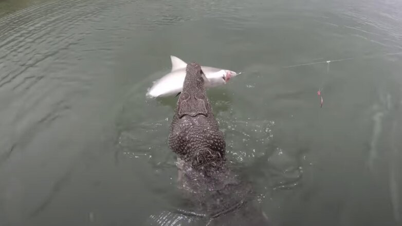 Крокодил украл пойманную акулу у рыбаков: видео