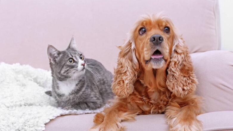 В России могут создать нейросеть для поиска домашних животных