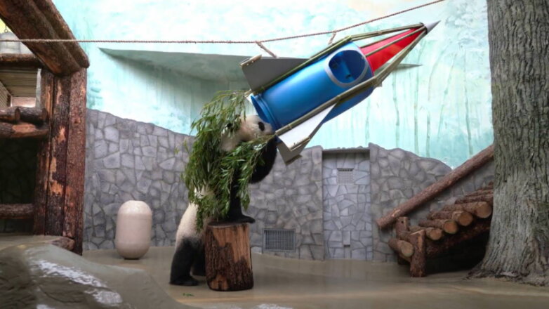 Для панды в Московском зоопарке построили ракету ко Дню космонавтики: видео