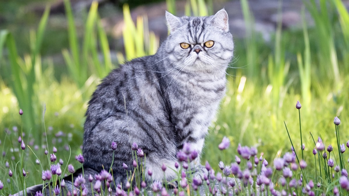 кошки в доме – Короткошерстная серебряная экзотическая кошка