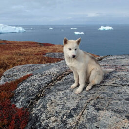 Почему Гренландия так интересует США и другие мировые державы