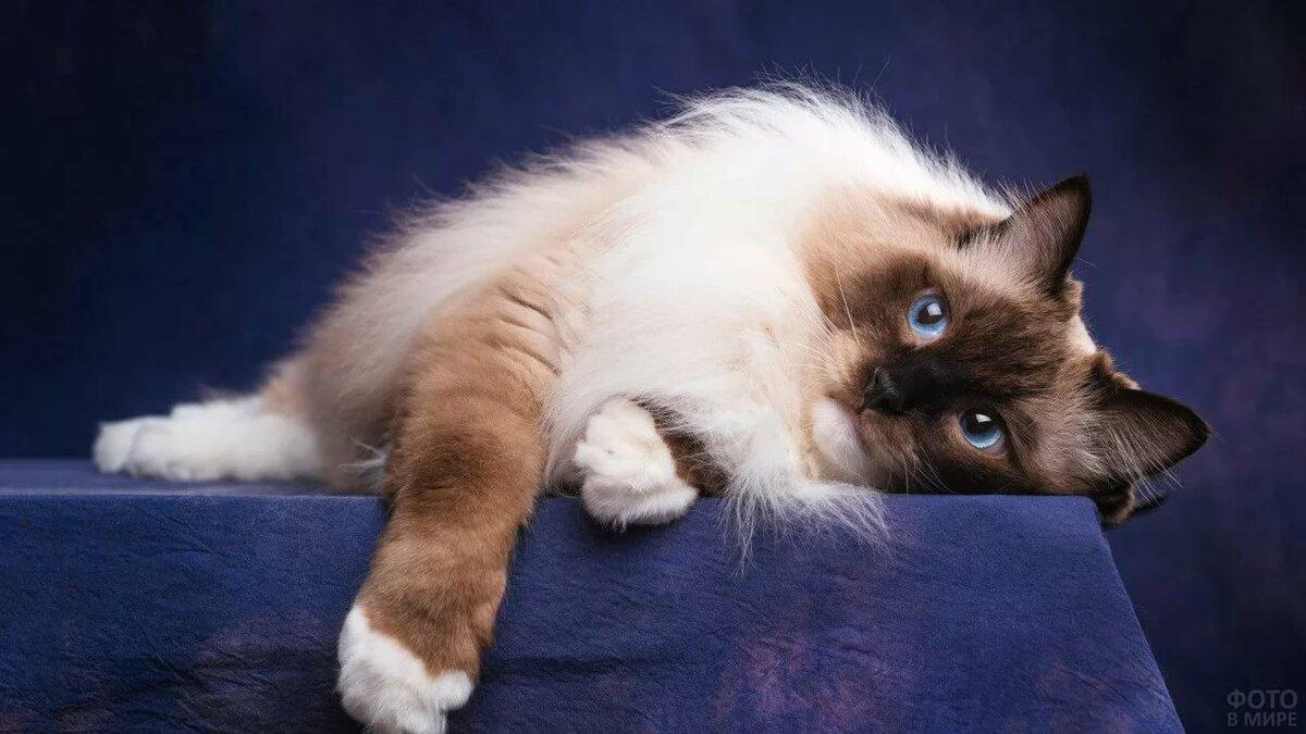 умные кошки – бирманская