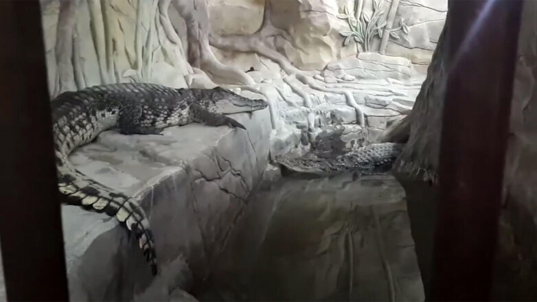 Оперативники показали диких животных из дома в Вешках, который брали штурмом