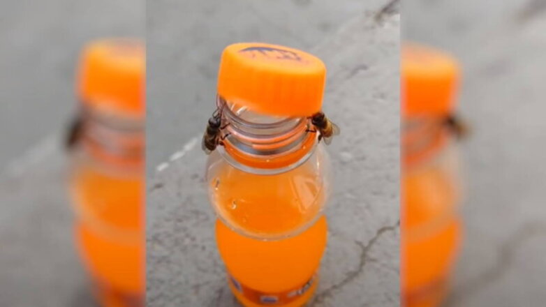 Две пчелы сообща открыли бутылку со сладкой газировкой