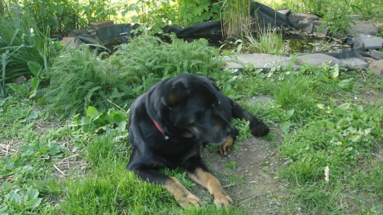 Игры на свежем воздухе: как сделать дачу безопасной для собак и кошек