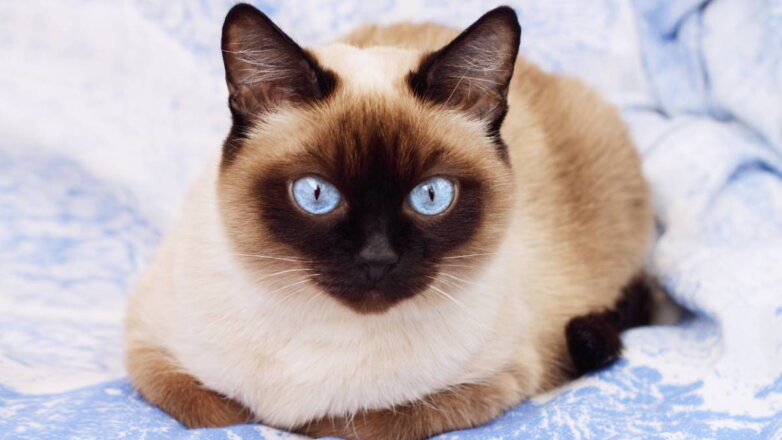 Общительные и эмоциональные: породы кошек, которые очень любят мяукать