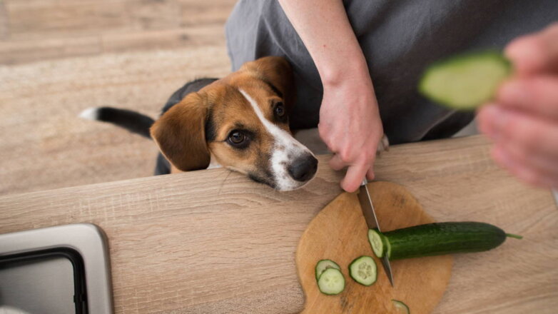 Какими продуктами со стола можно кормить собаку, рассказали эксперты