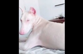 Необычного добермана-альбиноса стоимостью 800 тыс. рублей показали на видео