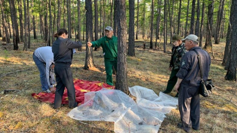 Помощь в борьбе с уничтожающими леса гусеницами попросили в Якутии