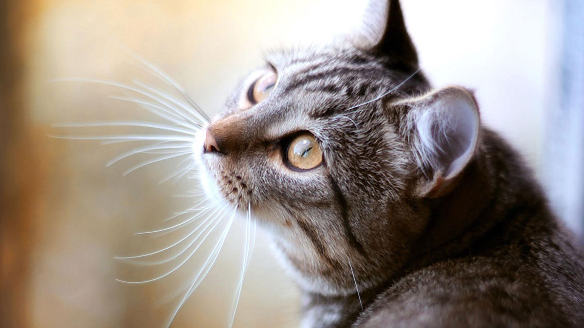 кошка с длинными усами