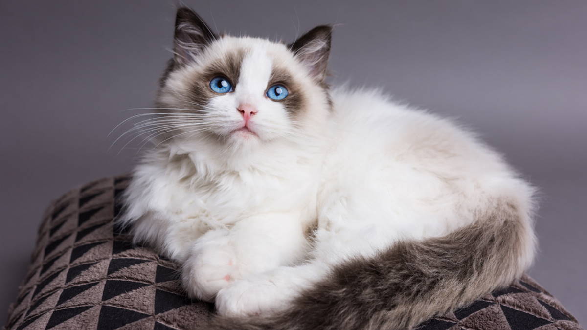 Кошка породы Рэгдолл