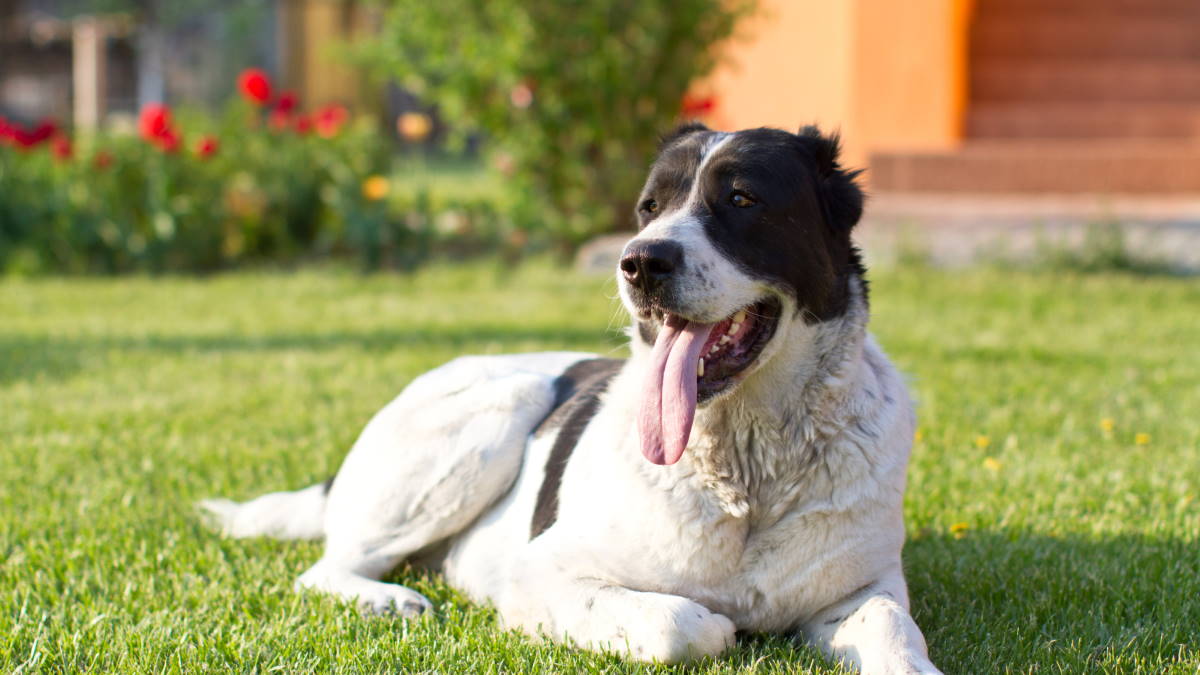 Собака породы Алабай.