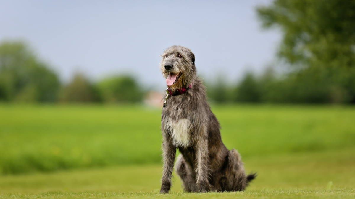 Собака породы Ирландский волкодав