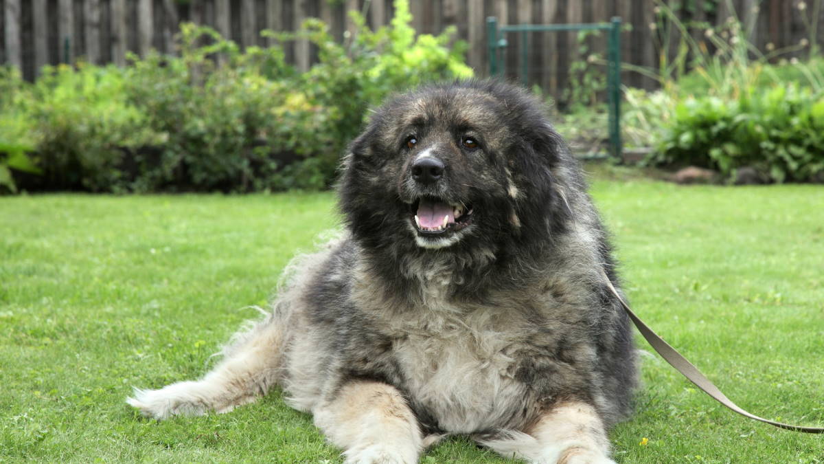 Кавказская овчарка