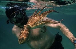 Осьминогов и лобстеров признали разумными: в Великобритании требуют защитить их от страданий