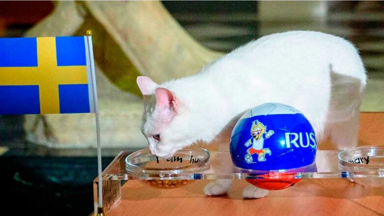 Эрмитажный кот Ахилл предсказал исход матча Швеция – Польша