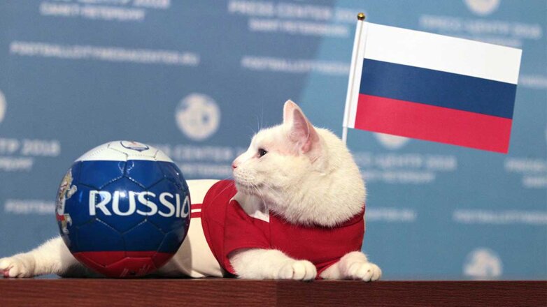 Эрмитажный кот Ахилл предсказал исход матча Россия – Финляндия