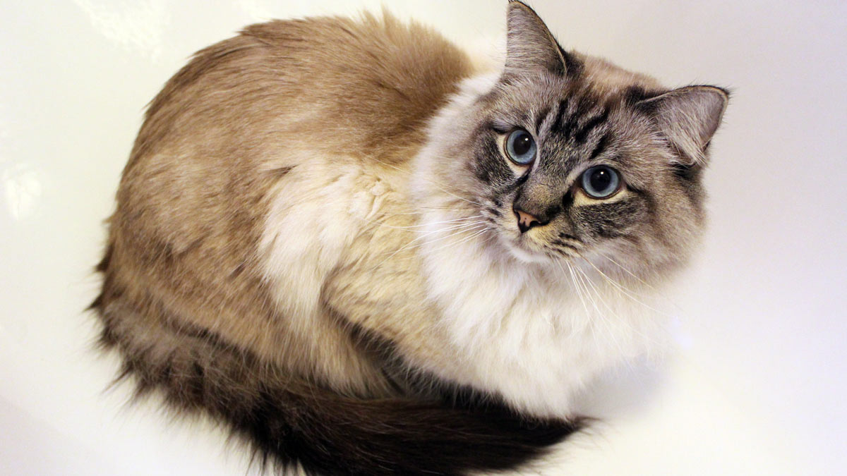 Рагамаффин