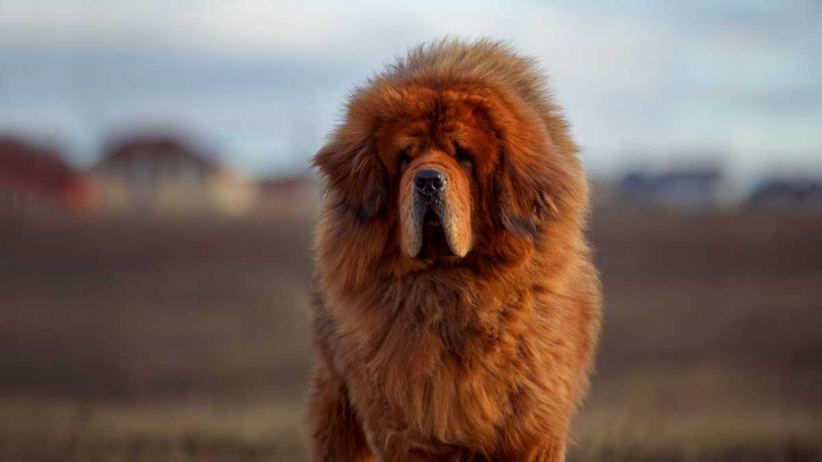 лень Тибетский мастиф