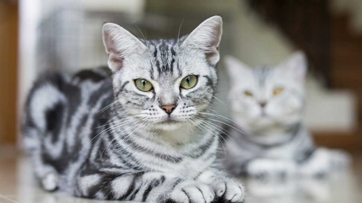 американская короткошерстная