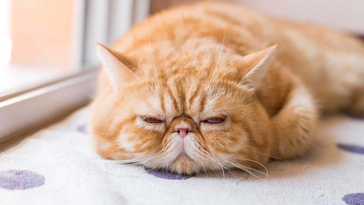 экзотическая короткошерстная