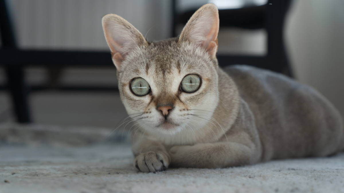 Сингапурская кошка