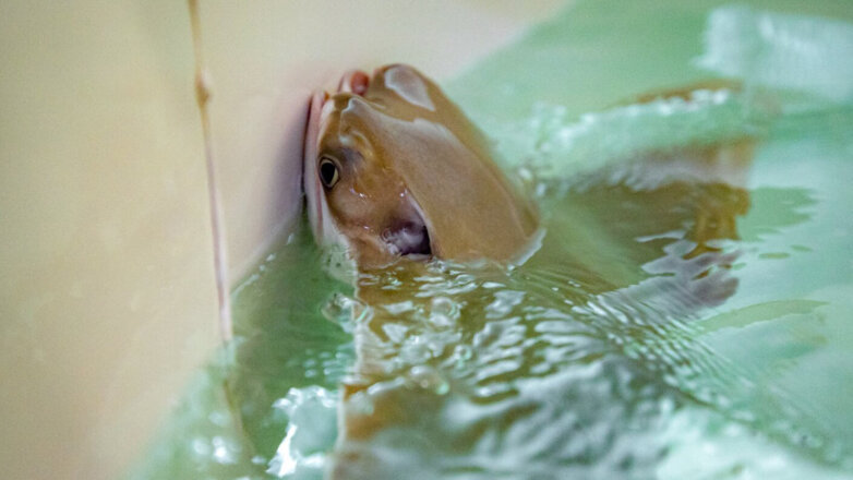 "Улыбающийся" скат появился на свет в "Москвариуме" ВДНХ