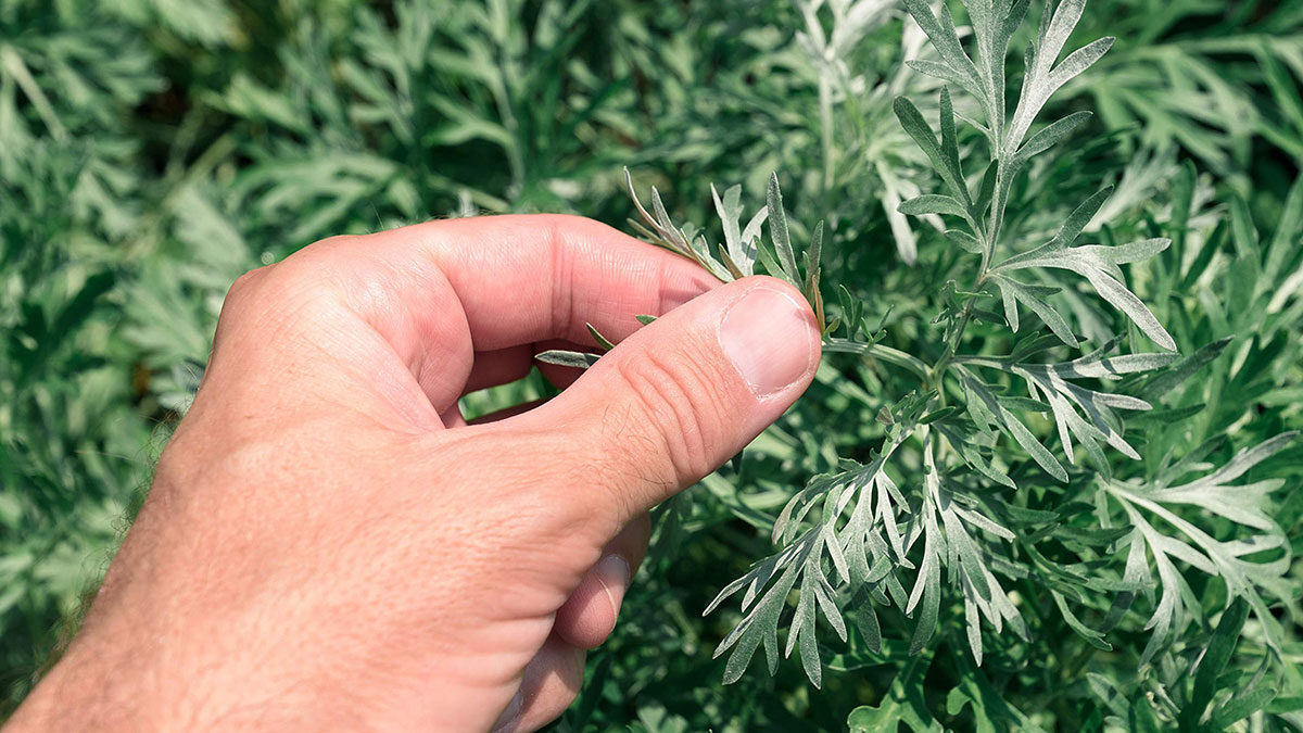 горькая полынь