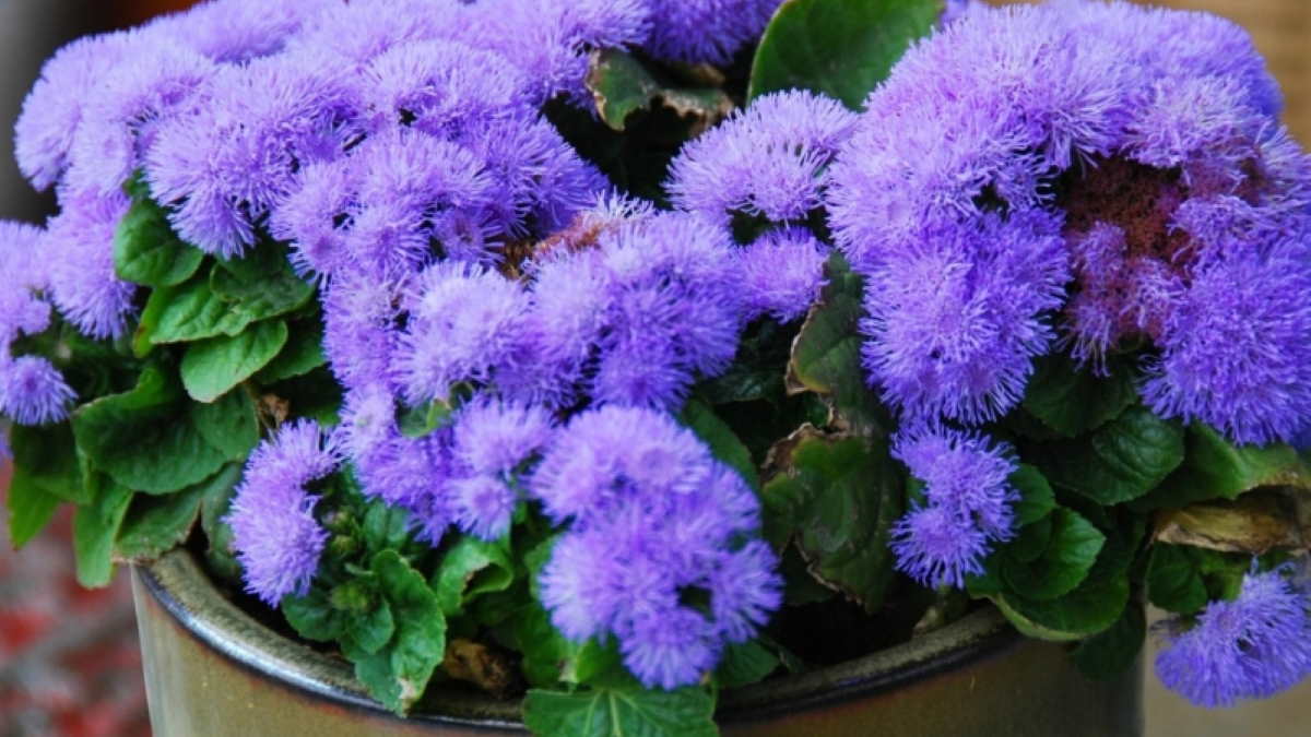 Агератум растение