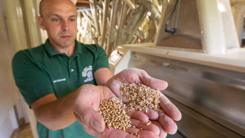 Подложили свинью: сможет ли российская пшеница заменить алжирцам французскую?