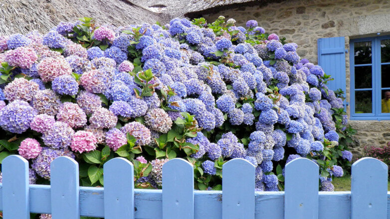 Для любого сада: 6 цветущих растений, не требующих особого ухода