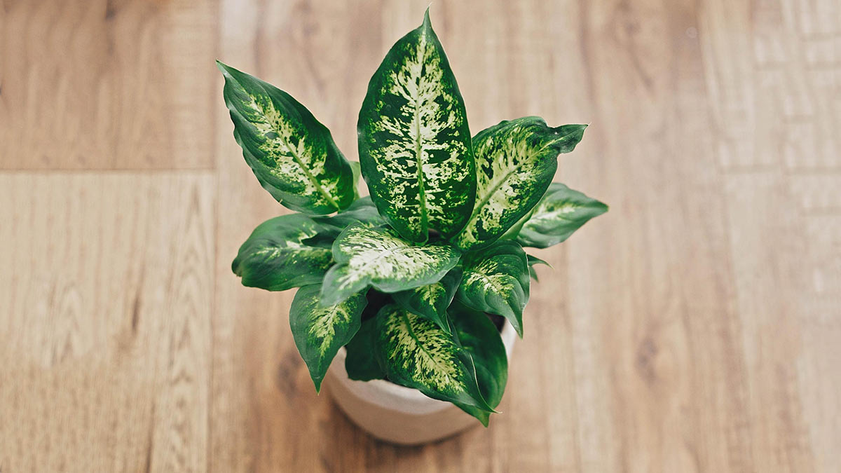 Диффенбахия