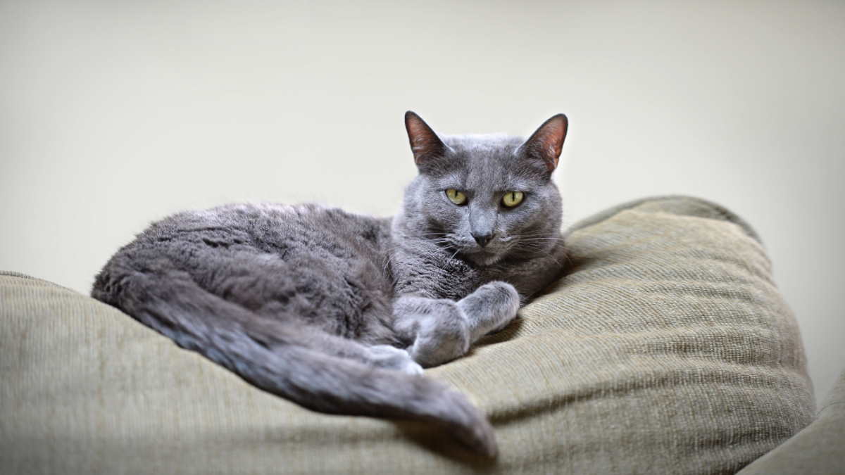 Кошка породы Корат