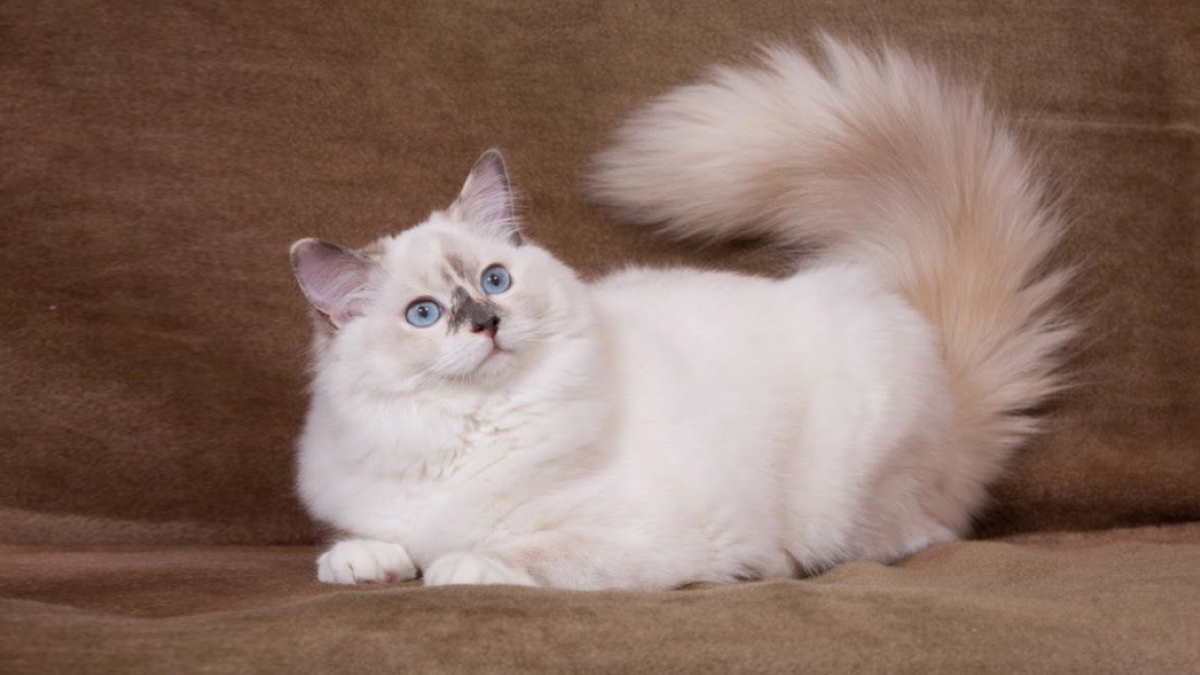 Кошка породы Рэгдолл