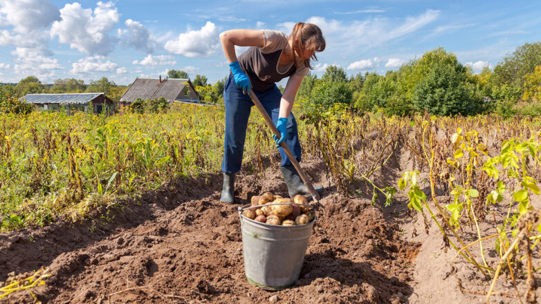 В России появится комиссия по развитию садоводства и огородничества