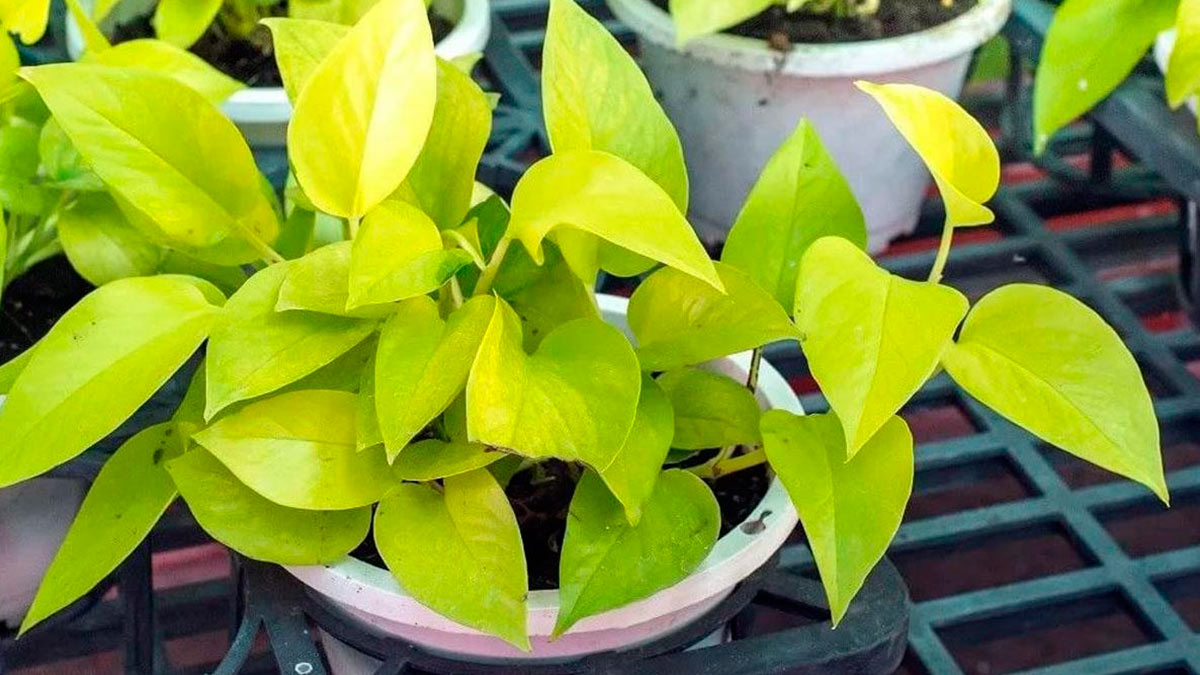 Сциндапсус