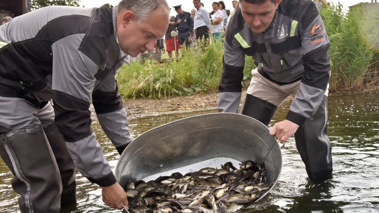 ЧЦЗ выпустил в водохранилище 69 тысяч мальков сазана