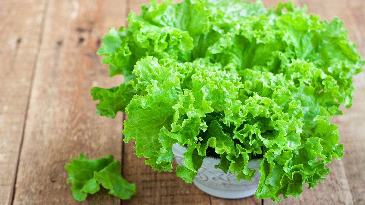салат Латук