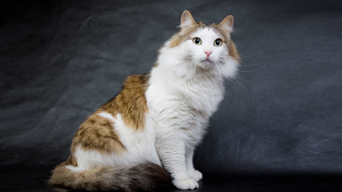 Кошка породы Рагамаффин