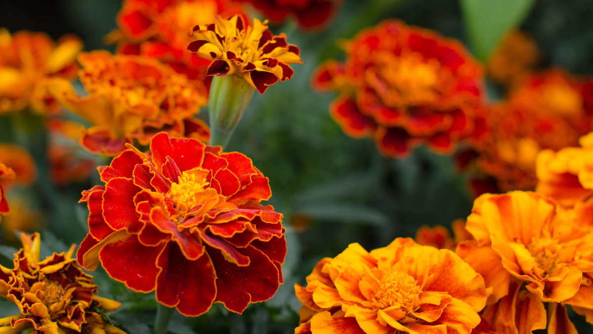 Цветы Бархатцы