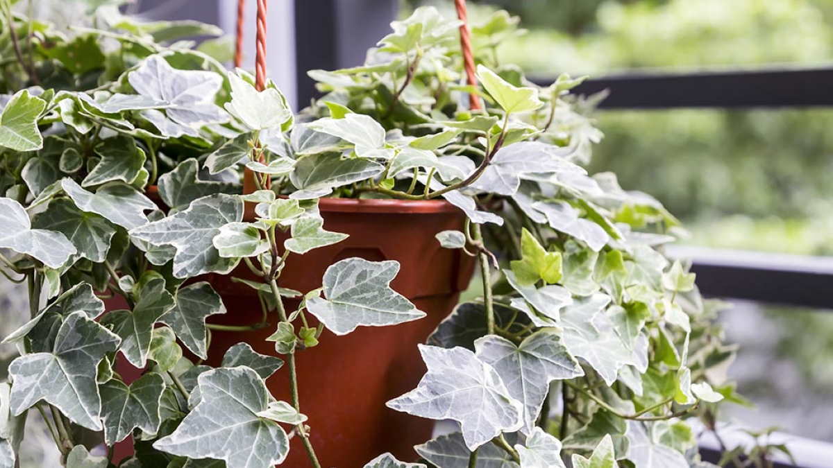 Английский плющ