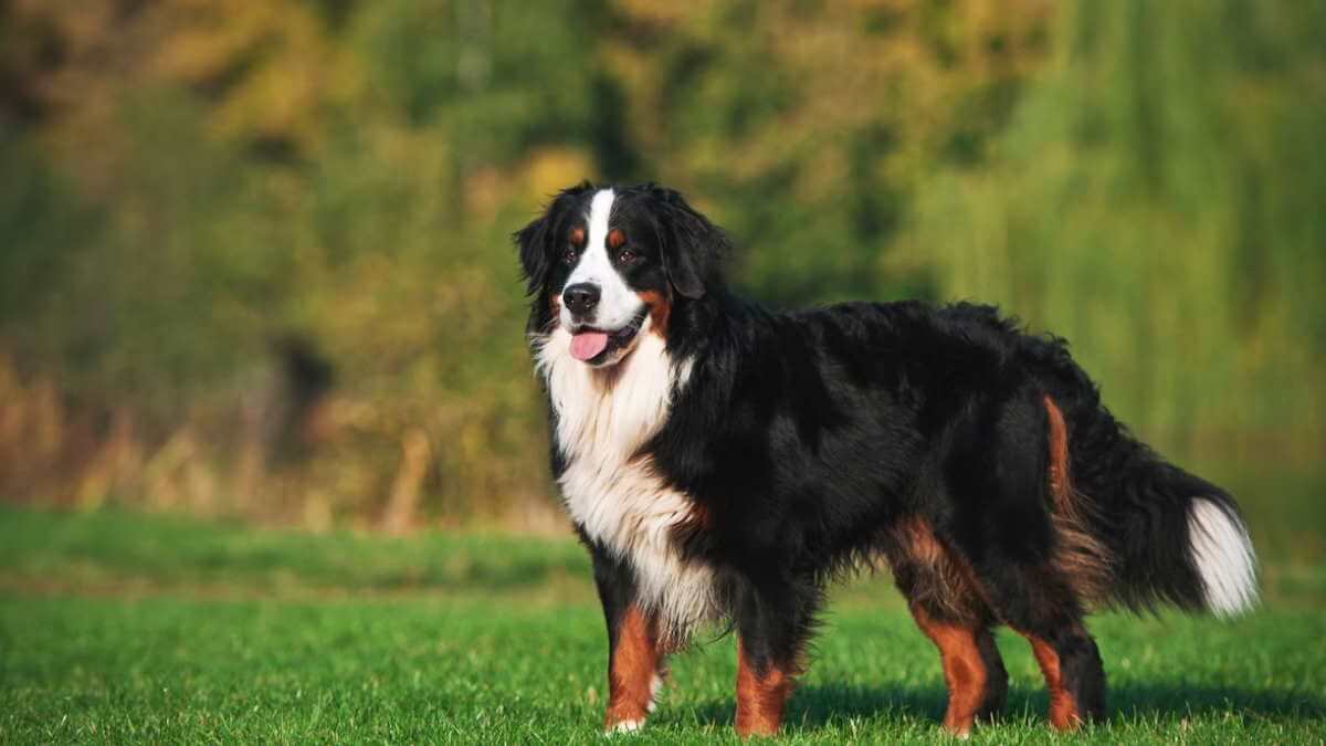 Бернский зенненхунд