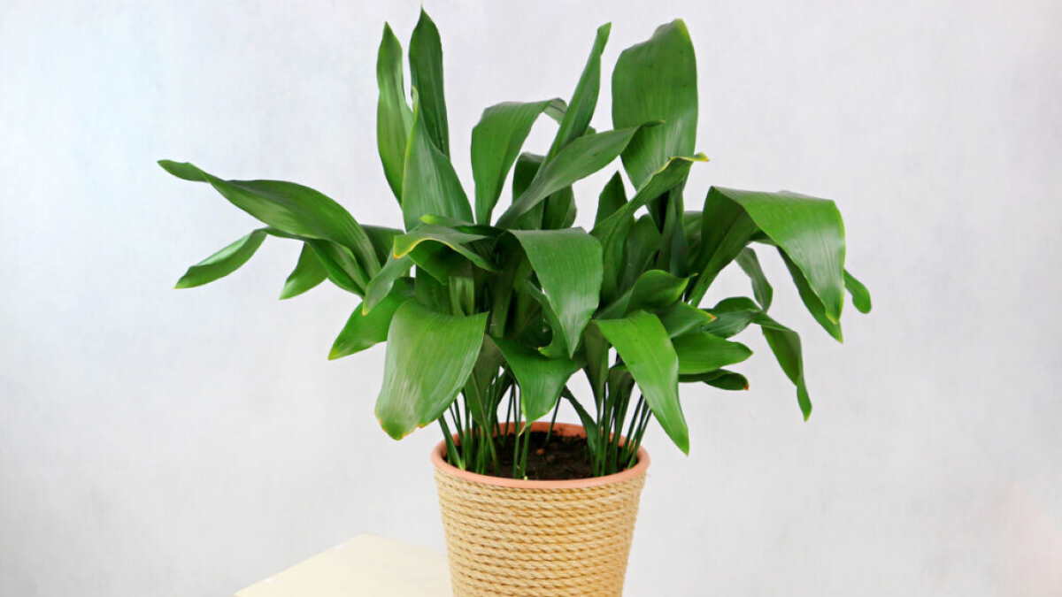 растение Аспидистра